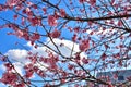 Sakura blossom in Japan